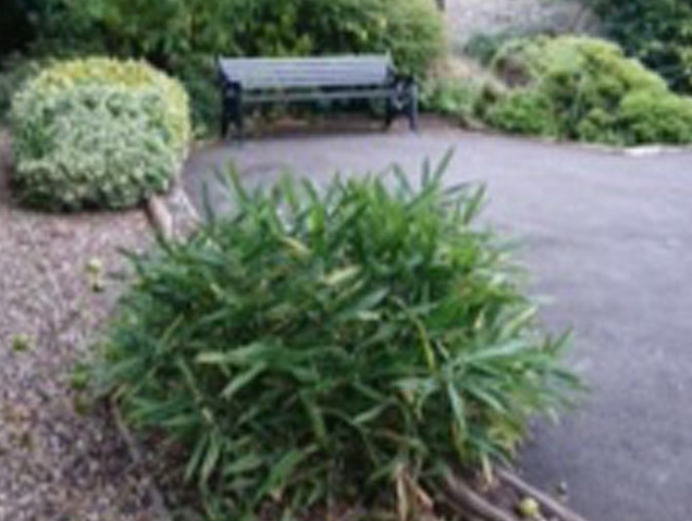 Millennium Garden